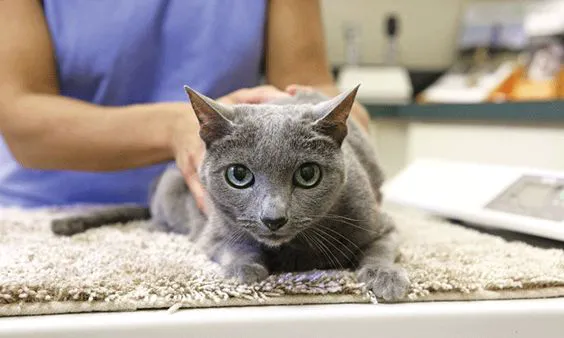 Harlingen Veterinary Clinic Picture 4