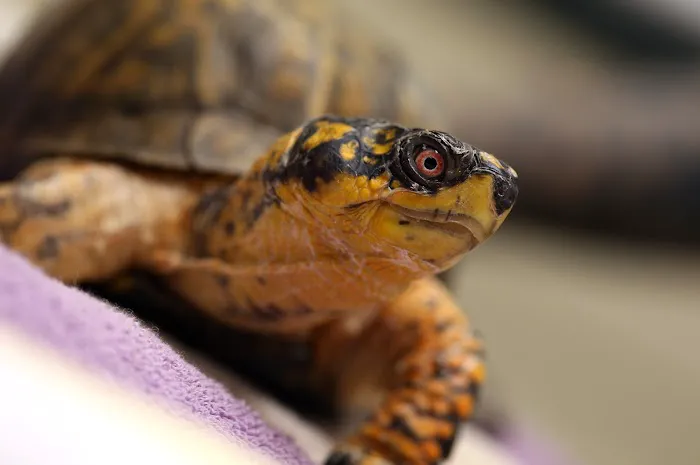 Harlingen Veterinary Clinic Picture 8