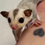 Moonlit Marsupials