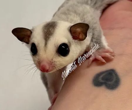 Moonlit Marsupials