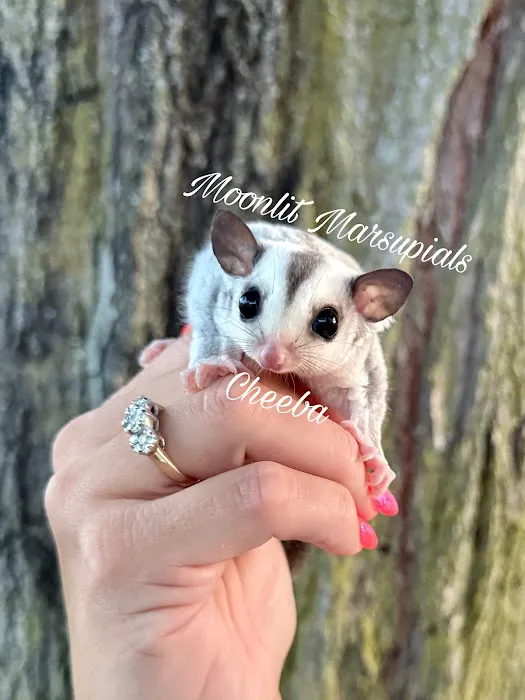 Moonlit Marsupials Picture 5
