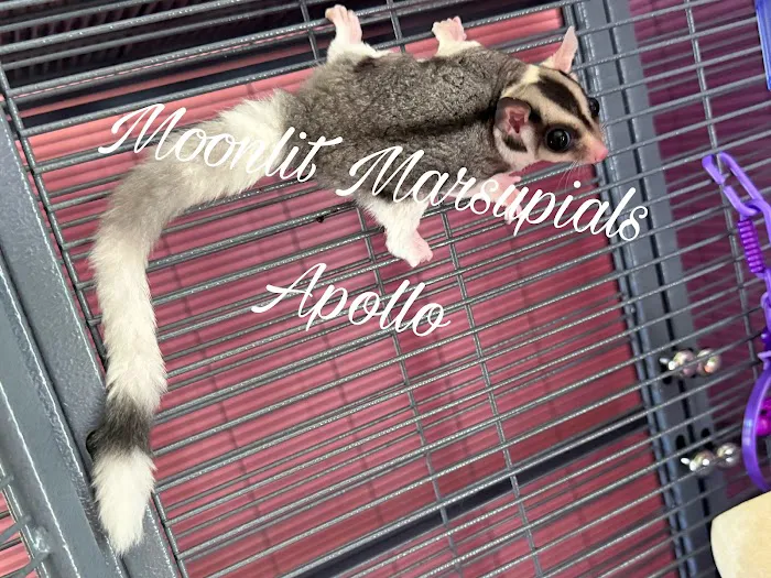 Moonlit Marsupials Picture 4