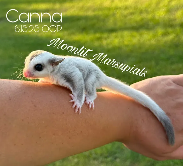 Moonlit Marsupials Picture 10