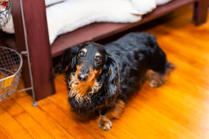 Village Pet Market Picture 6