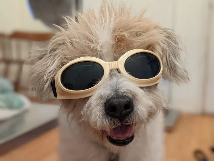 HomeCare Veterinary Clinic Picture 6