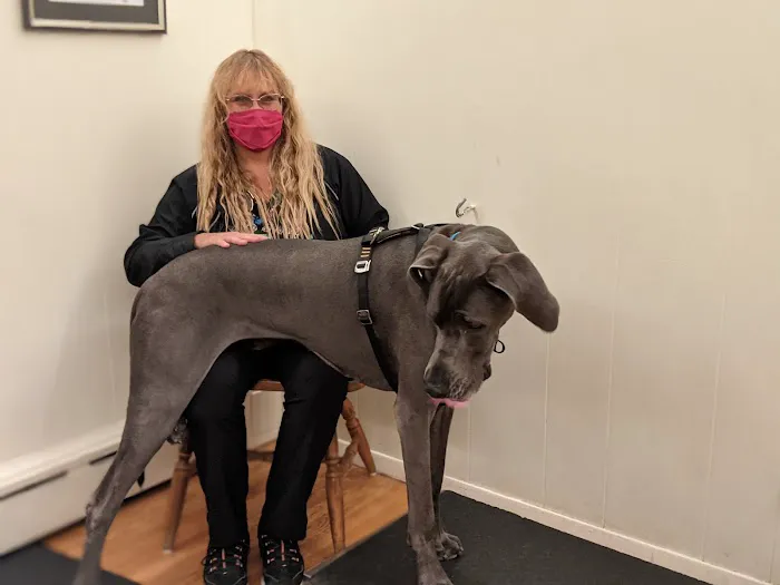 HomeCare Veterinary Clinic Picture 9