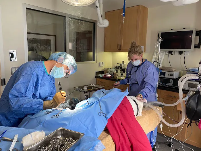 Progressive Veterinary Care | Skilled, Compassionate Vet in Skillman NJ Picture 8