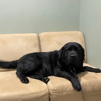 Progressive Veterinary Care | Skilled, Compassionate Vet in Skillman NJ ico