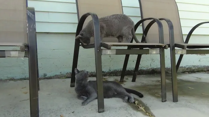 Princeton Vets: Animal Hospital at Kingston & Blawenburg Picture 1