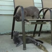 Princeton Vets: Animal Hospital at Kingston & Blawenburg ico