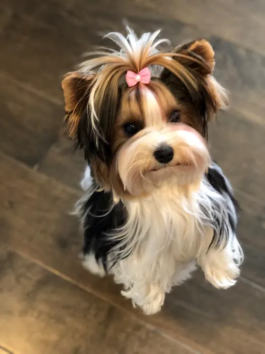 Black River Veterinary Hospital Picture 2