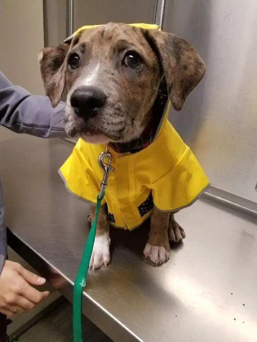 Black River Veterinary Hospital Picture 6