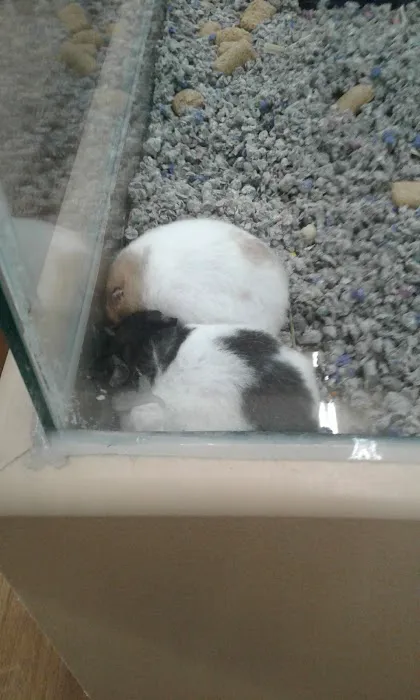 Petland Chillicothe Picture 4