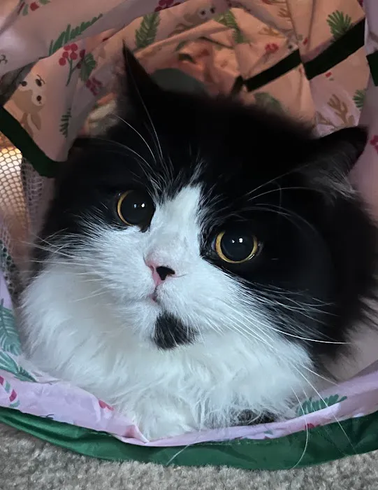 Animal Care Centers Picture 7