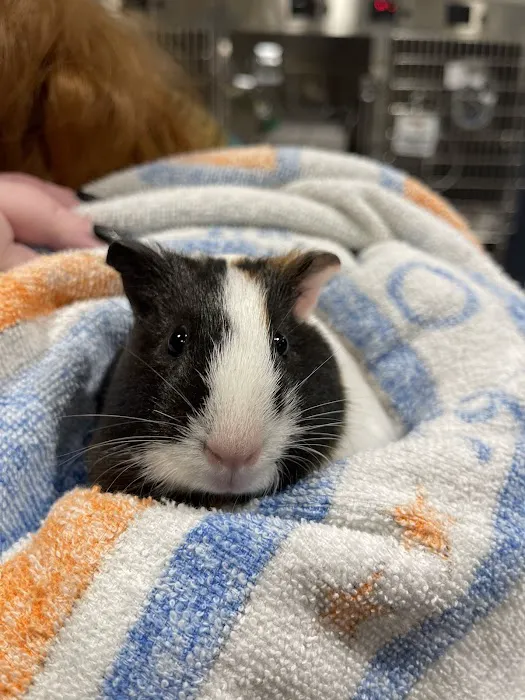 Animal Care Centers Picture 2