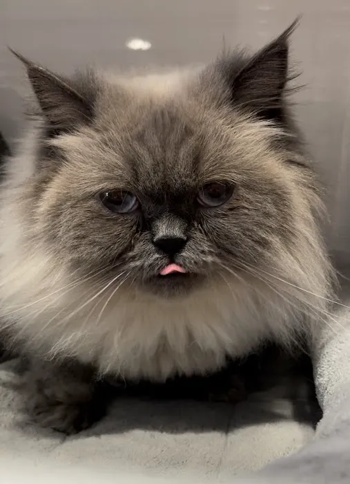 Animal Care Centers Picture 6