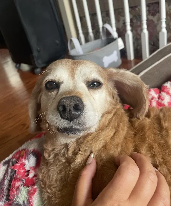 Animal Care Centers Picture 4