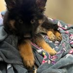 Animal Care Centers