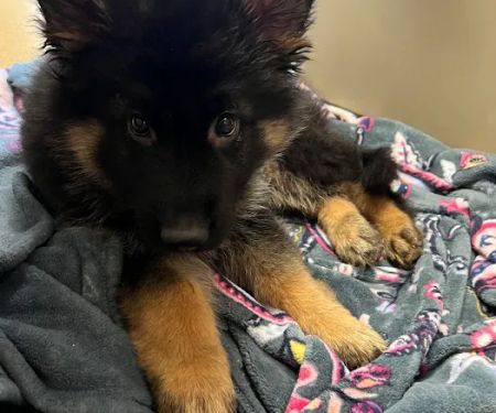 Animal Care Centers