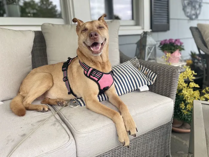 Flanders Veterinary Clinic Picture 5