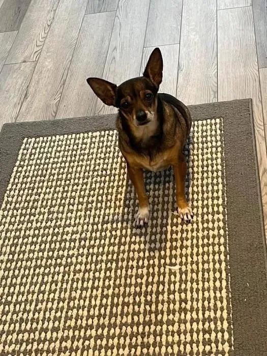 Flanders Veterinary Clinic Picture 2