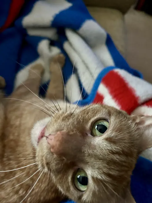 Flanders Veterinary Clinic Picture 1