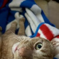 Flanders Veterinary Clinic ico