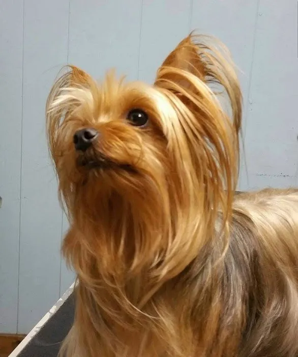 Flanders Veterinary Clinic Picture 3