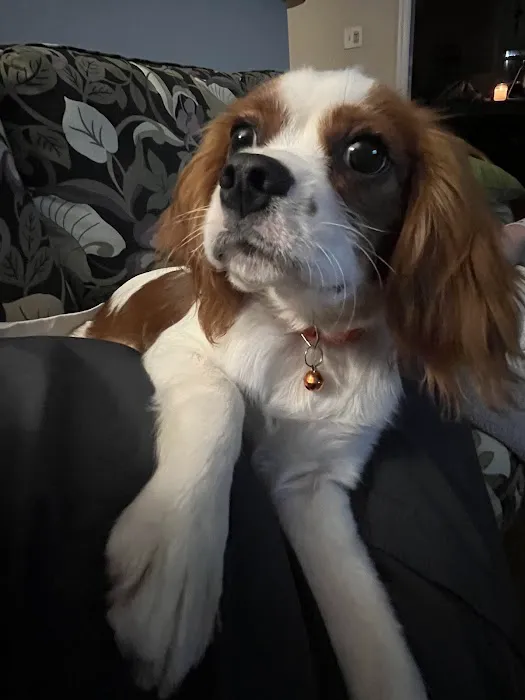 Flanders Veterinary Clinic Picture 7