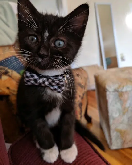 Long Valley Animal Hospital Picture 3