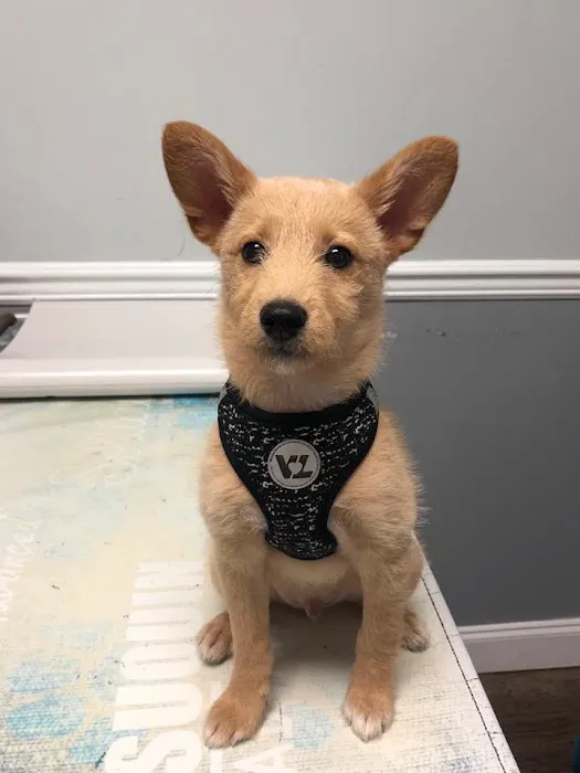 Long Valley Animal Hospital Picture 8