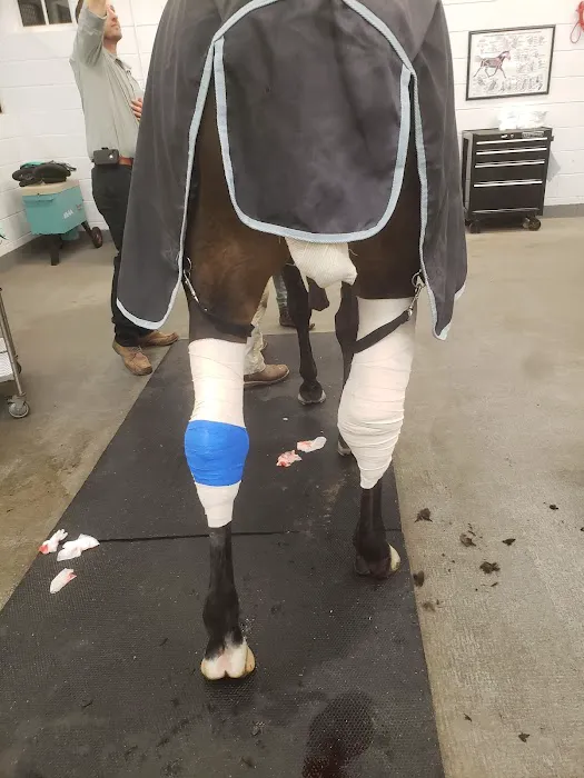 Running S Equine Veterinary Picture 3