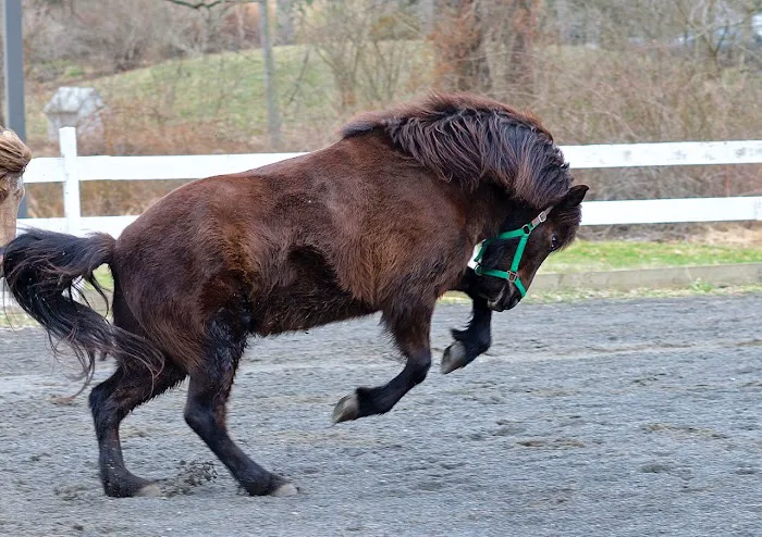 Equiheart Veterinary Services, LLC Picture 1