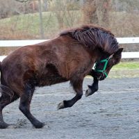 Equiheart Veterinary Services, LLC ico