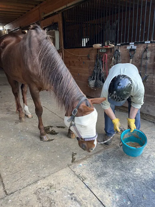 Equiheart Veterinary Services, LLC Picture 4