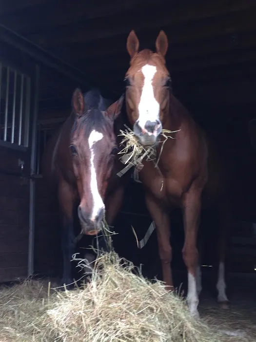 Equiheart Veterinary Services, LLC Picture 3