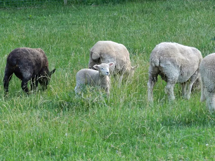 Equiheart Veterinary Services, LLC Picture 10