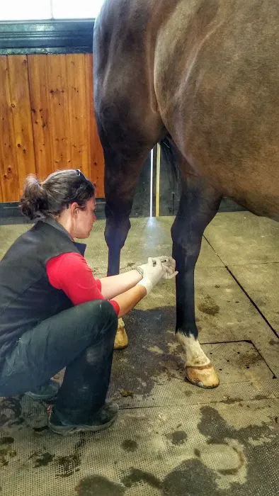 Equiheart Veterinary Services, LLC Picture 2