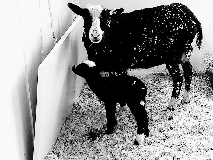 Equiheart Veterinary Services, LLC Picture 8