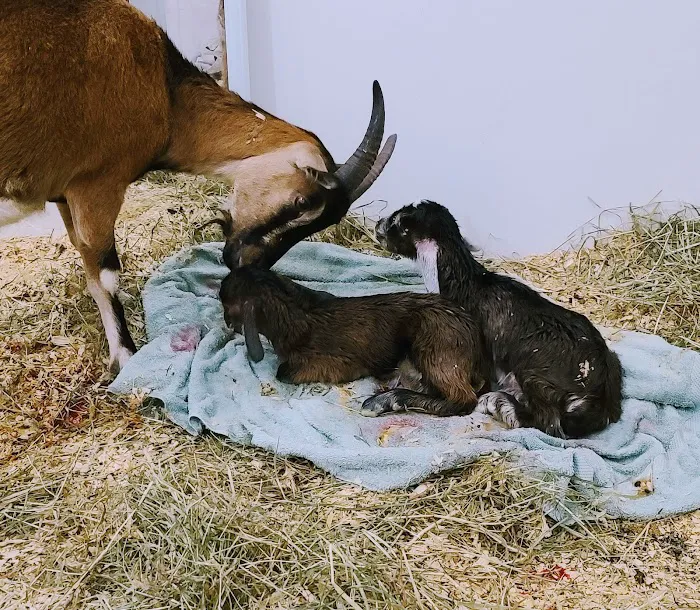 Equiheart Veterinary Services, LLC Picture 9