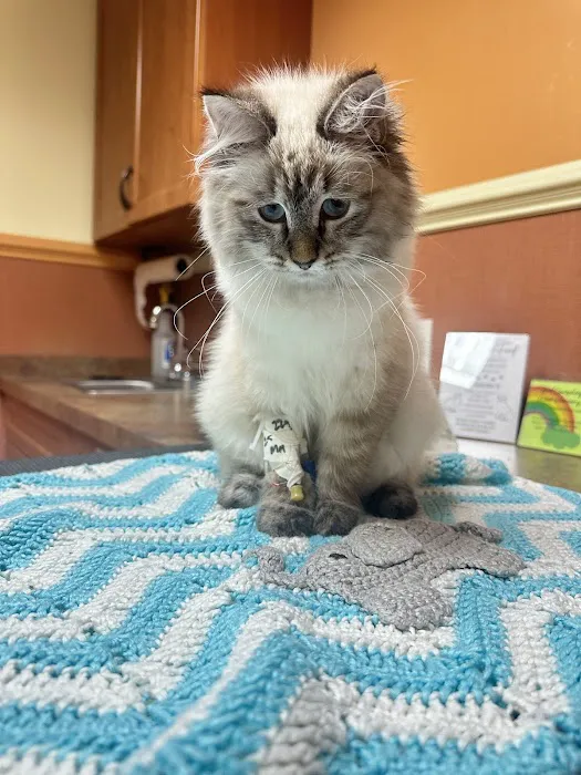 Crown Veterinary Specialists Picture 10