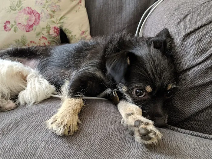 Crown Veterinary Specialists Picture 7