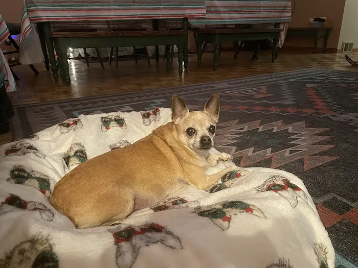 Crown Veterinary Specialists Picture 6