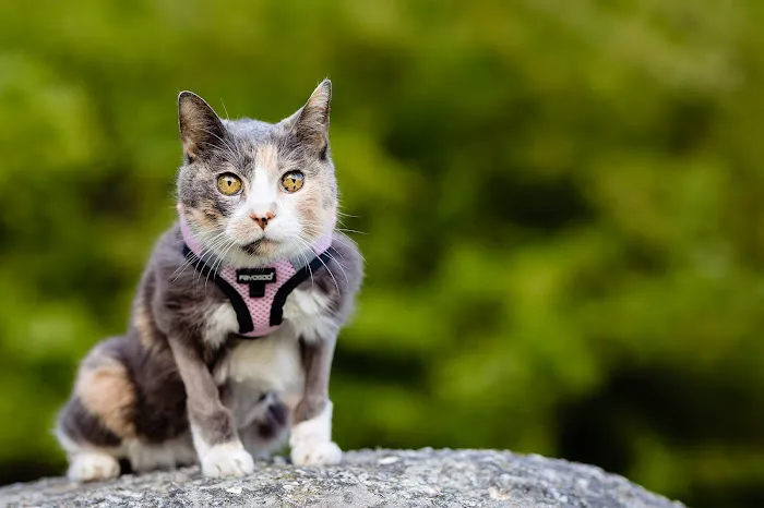 Crown Veterinary Specialists Picture 1