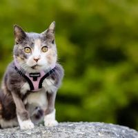 Crown Veterinary Specialists ico