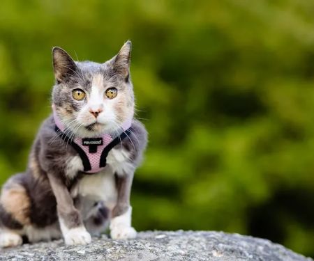 Crown Veterinary Specialists