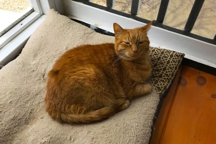 Crown Veterinary Specialists Picture 9