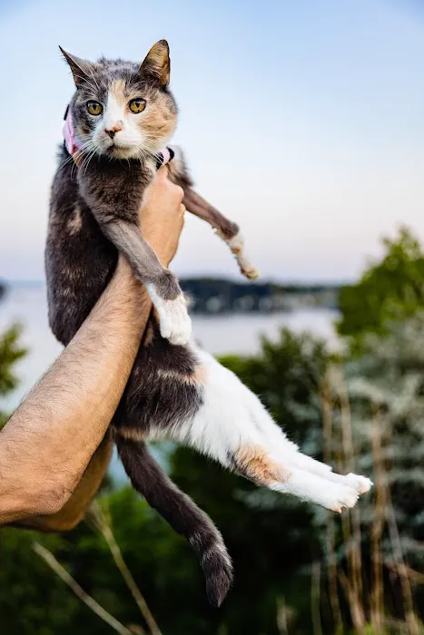 Crown Veterinary Specialists Picture 3