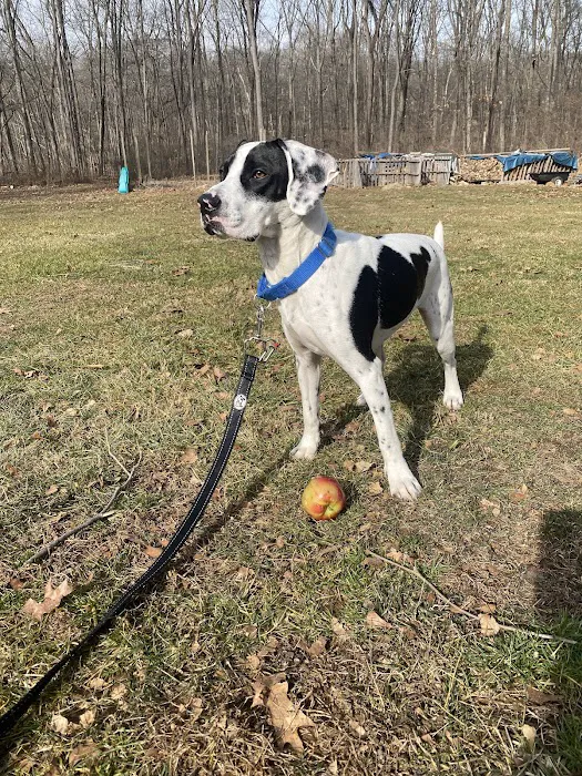 Crown Veterinary Specialists Picture 2