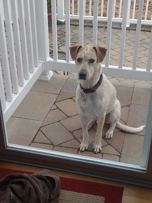 Crown Veterinary Specialists Picture 4